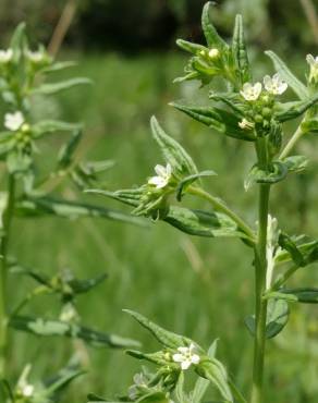 Fotografia 1 da espécie Lithospermum officinale no Jardim Botânico UTAD