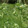 Fotografia 1 da espécie Lithospermum officinale do Jardim Botânico UTAD