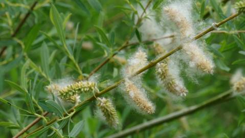 Fotografia da espécie Salix alba