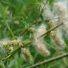 Fotografia 13 da espécie Salix alba do Jardim Botânico UTAD