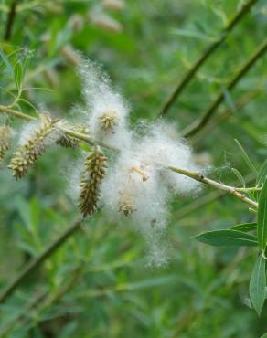 Fotografia 14 da espécie Salix alba no Jardim Botânico UTAD