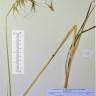 Fotografia de herbário 1 da espécie Avena sterilis no Jardim Botânico UTAD