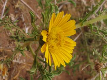 Fotografia da espécie Asteriscus graveolens