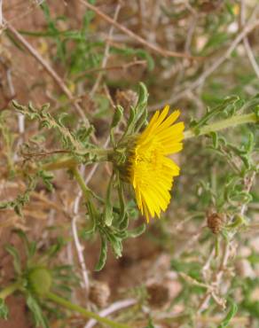 Fotografia 7 da espécie Asteriscus graveolens no Jardim Botânico UTAD