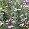 Fotografia 15 da espécie Convolvulus althaeoides do Jardim Botânico UTAD