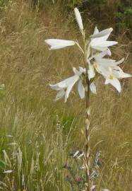 Fotografia da espécie Lilium candidum