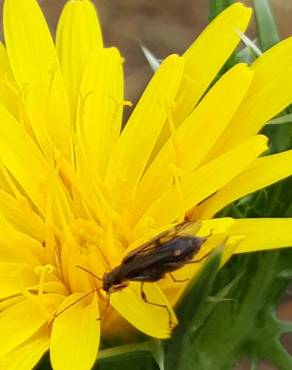 Fotografia 19 da espécie Scolymus hispanicus no Jardim Botânico UTAD