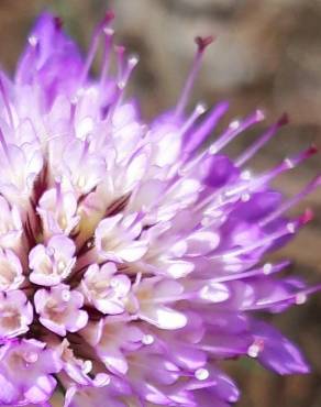 Fotografia 18 da espécie Scabiosa atropurpurea no Jardim Botânico UTAD