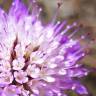 Fotografia 18 da espécie Scabiosa atropurpurea do Jardim Botânico UTAD