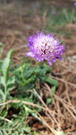 Fotografia da espécie Scabiosa atropurpurea