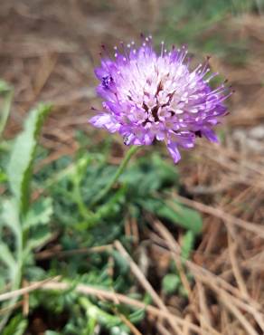 Fotografia 19 da espécie Scabiosa atropurpurea no Jardim Botânico UTAD