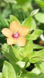 Fotografia da espécie Anagallis arvensis subesp. arvensis