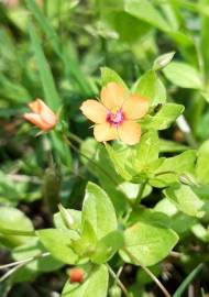 Fotografia da espécie Anagallis arvensis subesp. arvensis