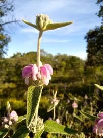 Fotografia da espécie Phlomis purpurea