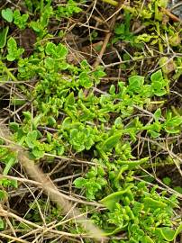 Fotografia da espécie Patellifolia procumbens