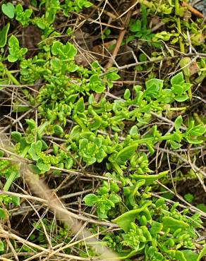 Fotografia 3 da espécie Patellifolia procumbens no Jardim Botânico UTAD