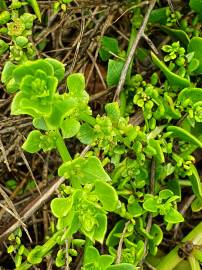 Fotografia da espécie Patellifolia procumbens