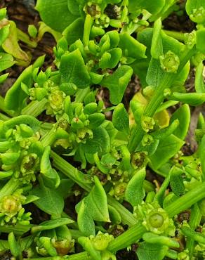 Fotografia 6 da espécie Patellifolia procumbens no Jardim Botânico UTAD