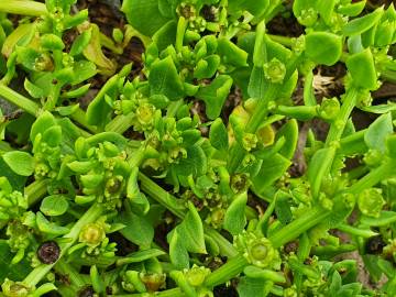 Fotografia da espécie Patellifolia procumbens