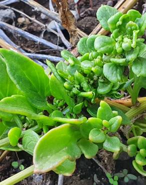 Fotografia 7 da espécie Patellifolia procumbens no Jardim Botânico UTAD