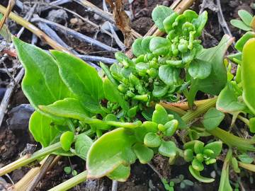 Fotografia da espécie Patellifolia procumbens