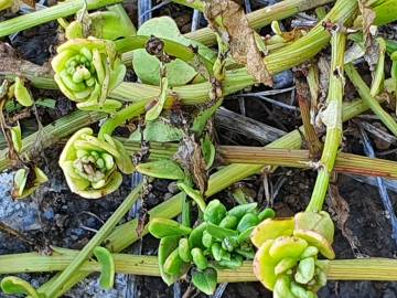 Fotografia da espécie Patellifolia procumbens