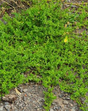 Fotografia 10 da espécie Patellifolia procumbens no Jardim Botânico UTAD