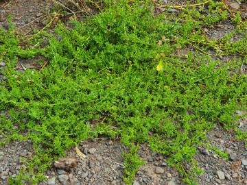 Fotografia da espécie Patellifolia procumbens