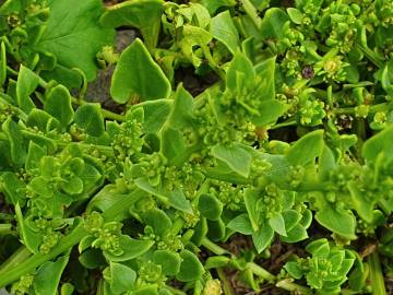 Fotografia da espécie Patellifolia procumbens