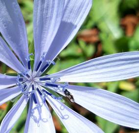 Fotografia da espécie Cichorium intybus