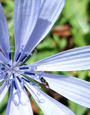 Fotografia 13 da espécie Cichorium intybus no Jardim Botânico UTAD