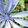 Fotografia 13 da espécie Cichorium intybus do Jardim Botânico UTAD