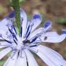 Fotografia 14 da espécie Cichorium intybus do Jardim Botânico UTAD