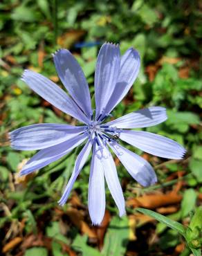 Fotografia 16 da espécie Cichorium intybus no Jardim Botânico UTAD