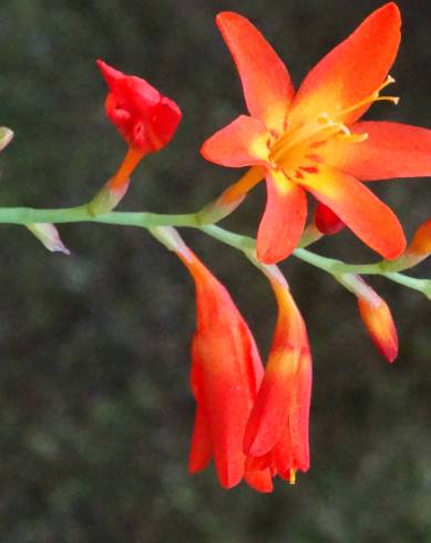 Fotografia de capa Crocosmia × crocosmiiflora - do Jardim Botânico