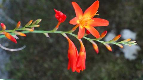 Fotografia da espécie Crocosmia × crocosmiiflora