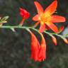 Fotografia 1 da espécie Crocosmia × crocosmiiflora do Jardim Botânico UTAD