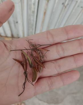 Fotografia 11 da espécie Ruellia tuberosa no Jardim Botânico UTAD