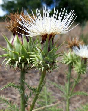 Fotografia 7 da espécie Cynara humilis no Jardim Botânico UTAD