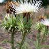 Fotografia 7 da espécie Cynara humilis do Jardim Botânico UTAD