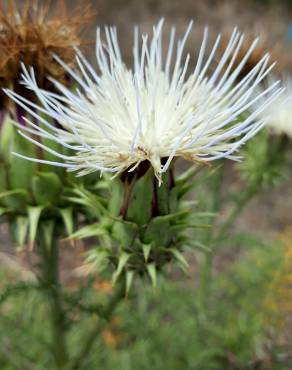 Fotografia 8 da espécie Cynara humilis no Jardim Botânico UTAD