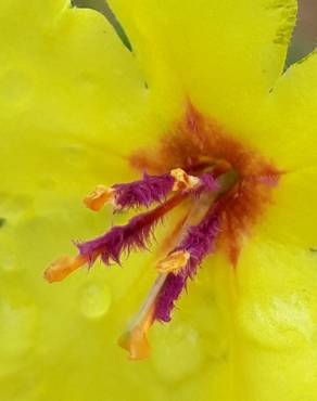 Fotografia 35 da espécie Verbascum virgatum no Jardim Botânico UTAD