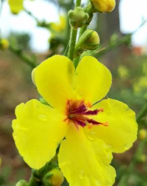 Fotografia 36 da espécie Verbascum virgatum no Jardim Botânico UTAD