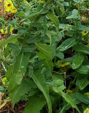 Fotografia 37 da espécie Verbascum virgatum no Jardim Botânico UTAD