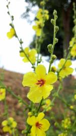 Fotografia da espécie Verbascum virgatum