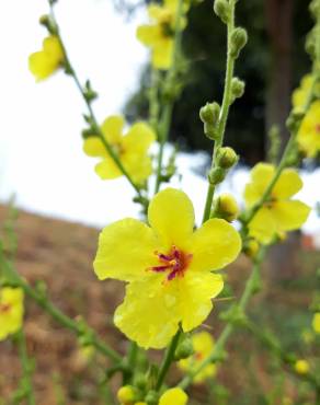 Fotografia 38 da espécie Verbascum virgatum no Jardim Botânico UTAD