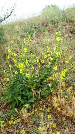 Fotografia da espécie Verbascum virgatum