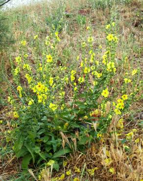 Fotografia 39 da espécie Verbascum virgatum no Jardim Botânico UTAD