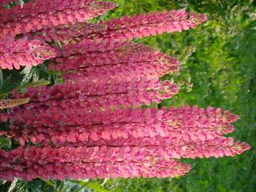 Fotografia da espécie Lupinus polyphyllus