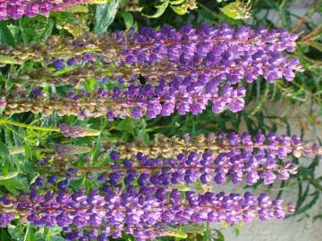 Fotografia da espécie Lupinus polyphyllus